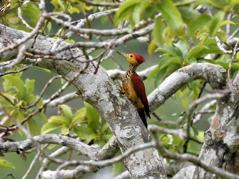 Yellow-faced Flameback - Adrian Constantino