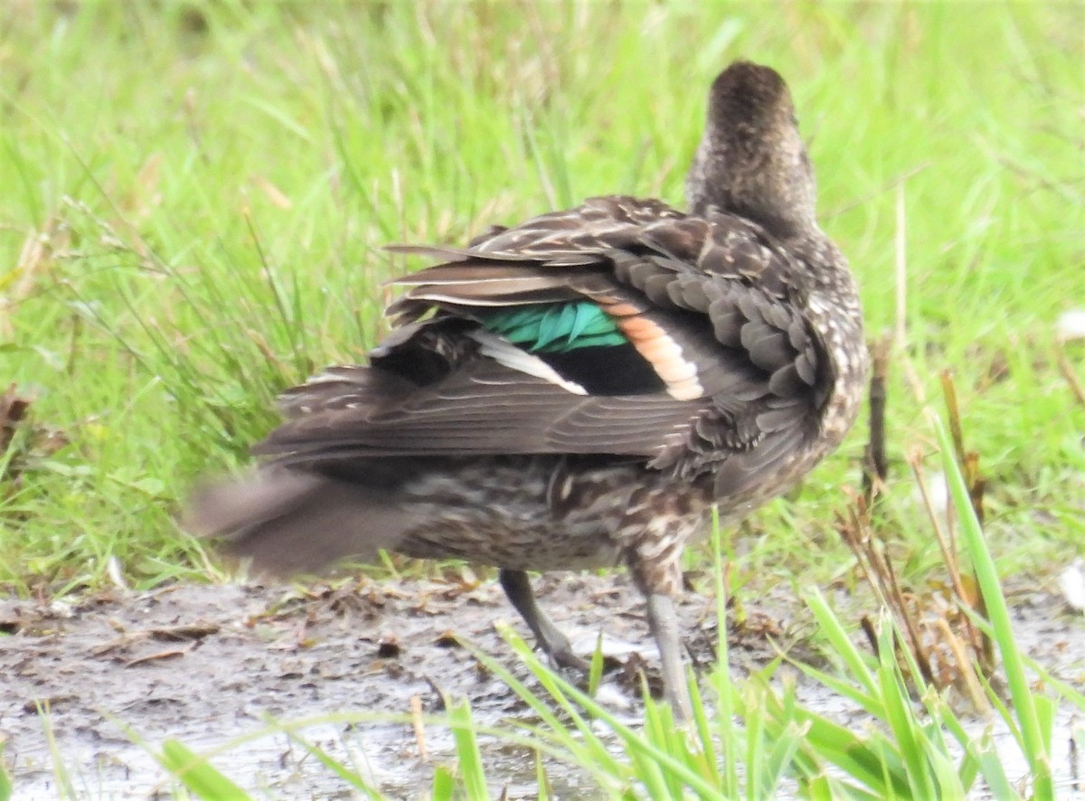 Green-winged Teal - ML372136291