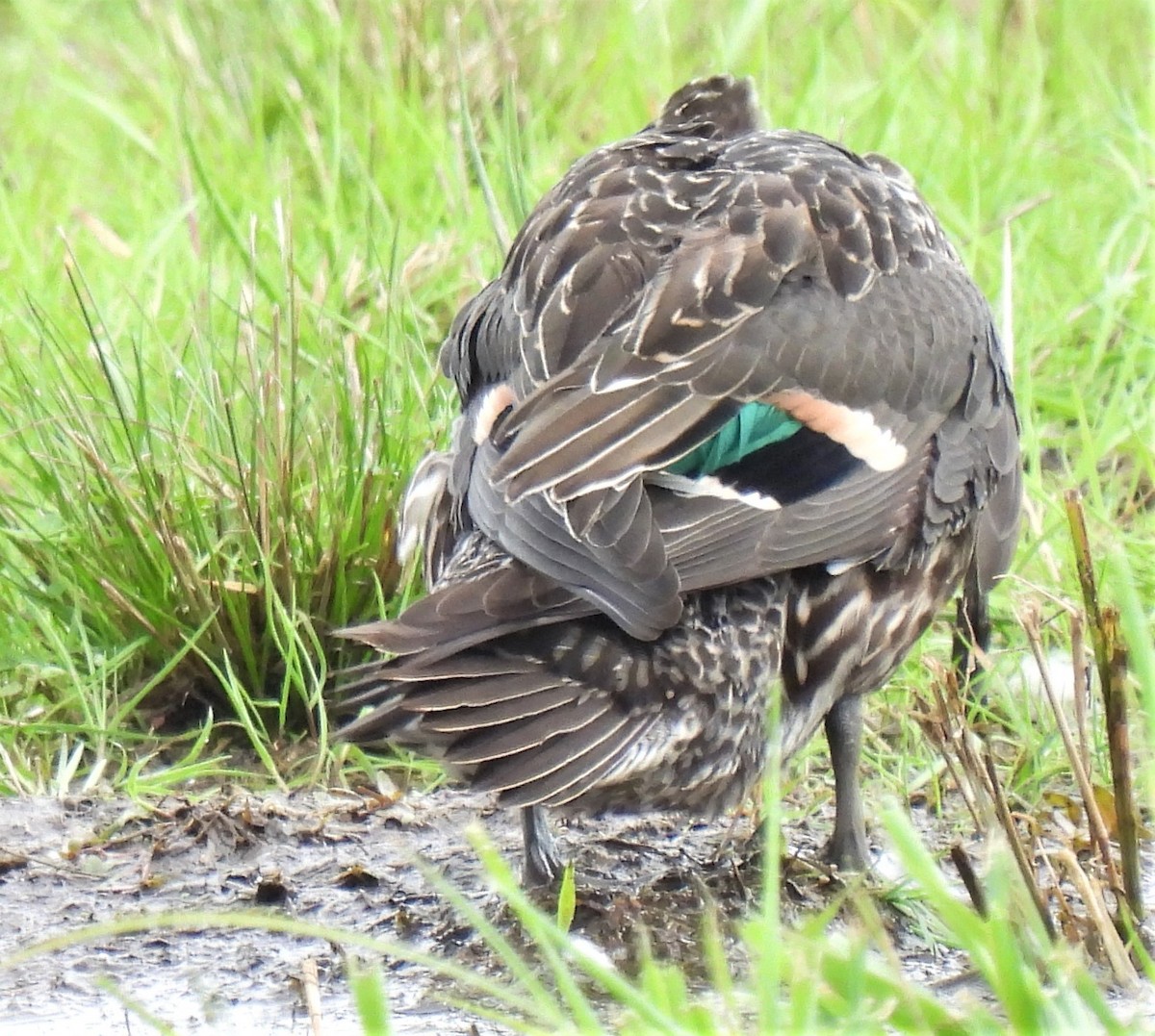 Green-winged Teal - ML372136551
