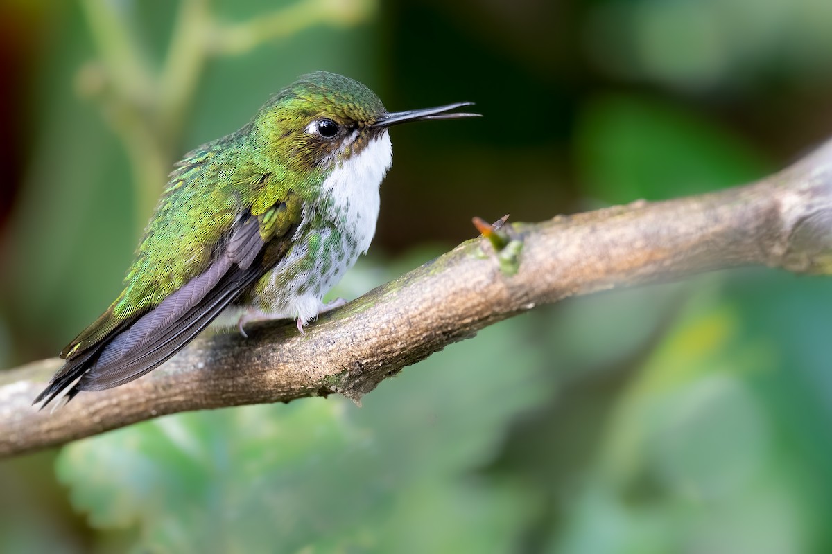 White-booted Racket-tail - Ben  Lucking