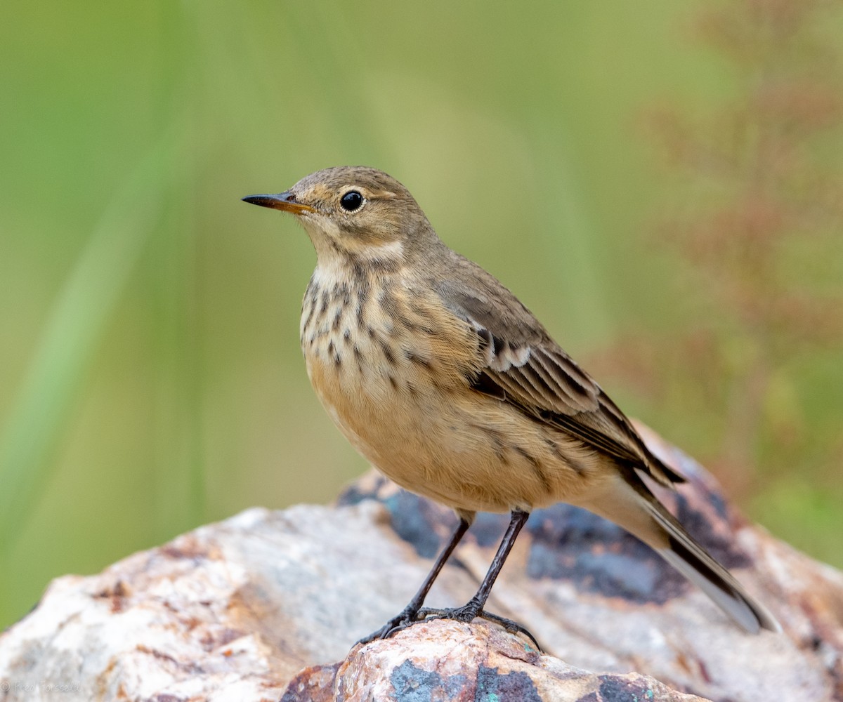 American Pipit - Fred Forssell