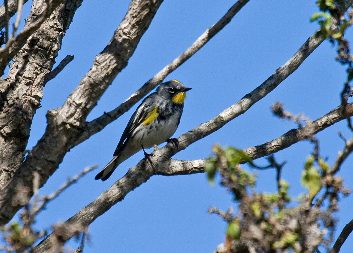 Yellow-rumped Warbler (Myrtle x Audubon's) - Greg Gillson
