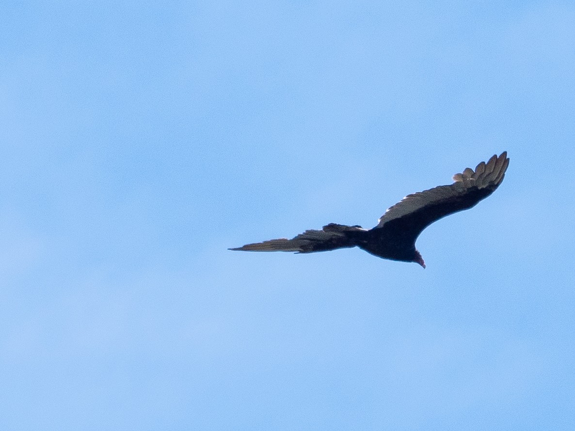 Turkey Vulture - grizzly marmot