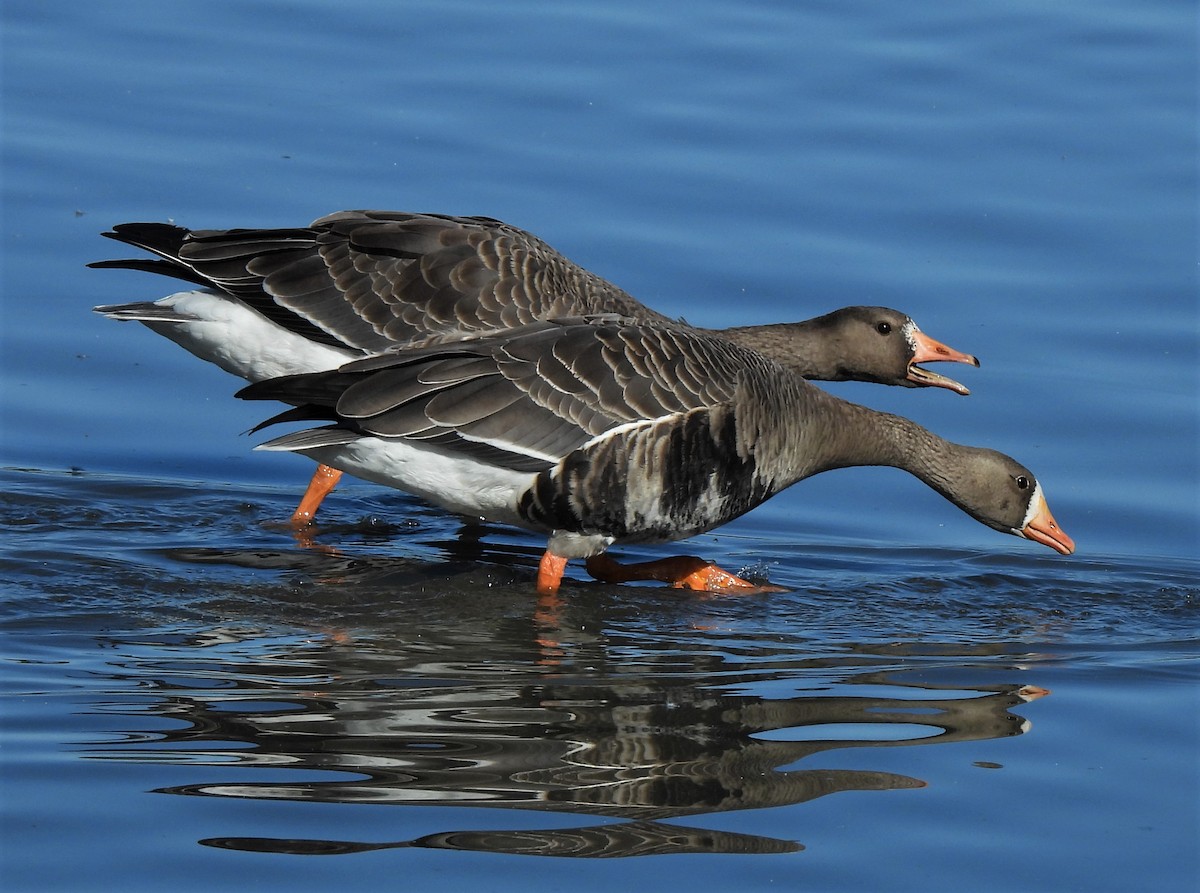 Greater White-fronted Goose - ML372160981