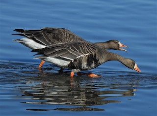 Greater White-fronted Goose, ML372160981