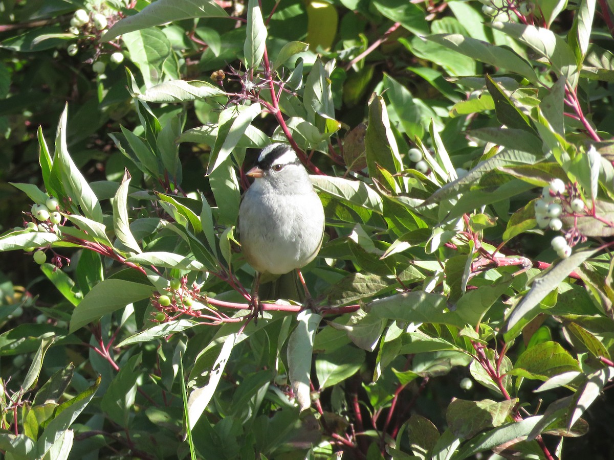 White-crowned Sparrow - ML372164151