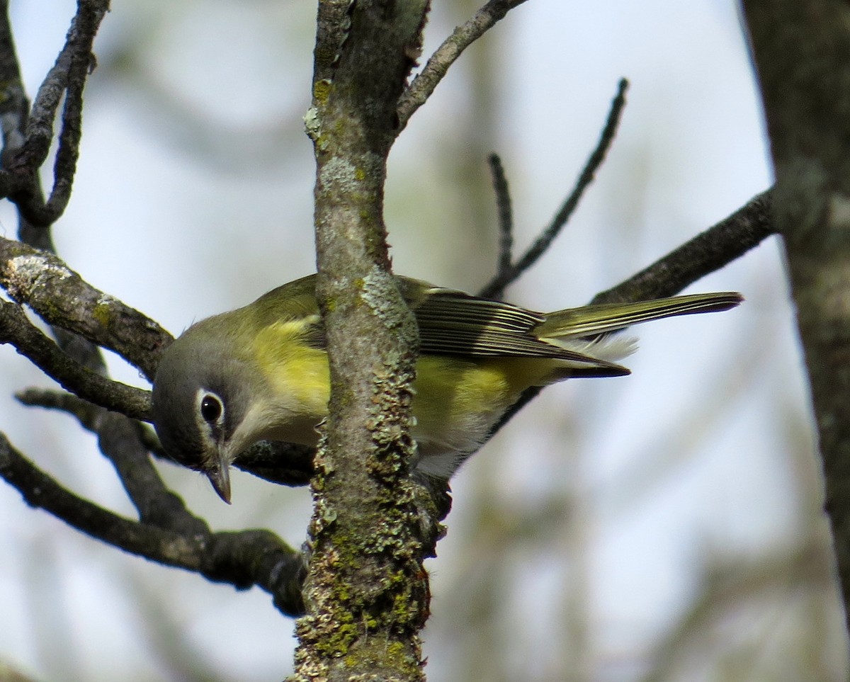 Blue-headed Vireo - Pam Campbell