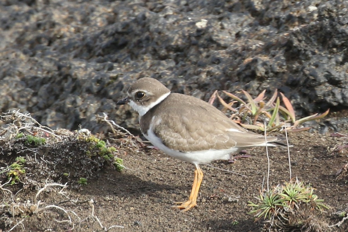 Semipalmated Plover - ML372167791