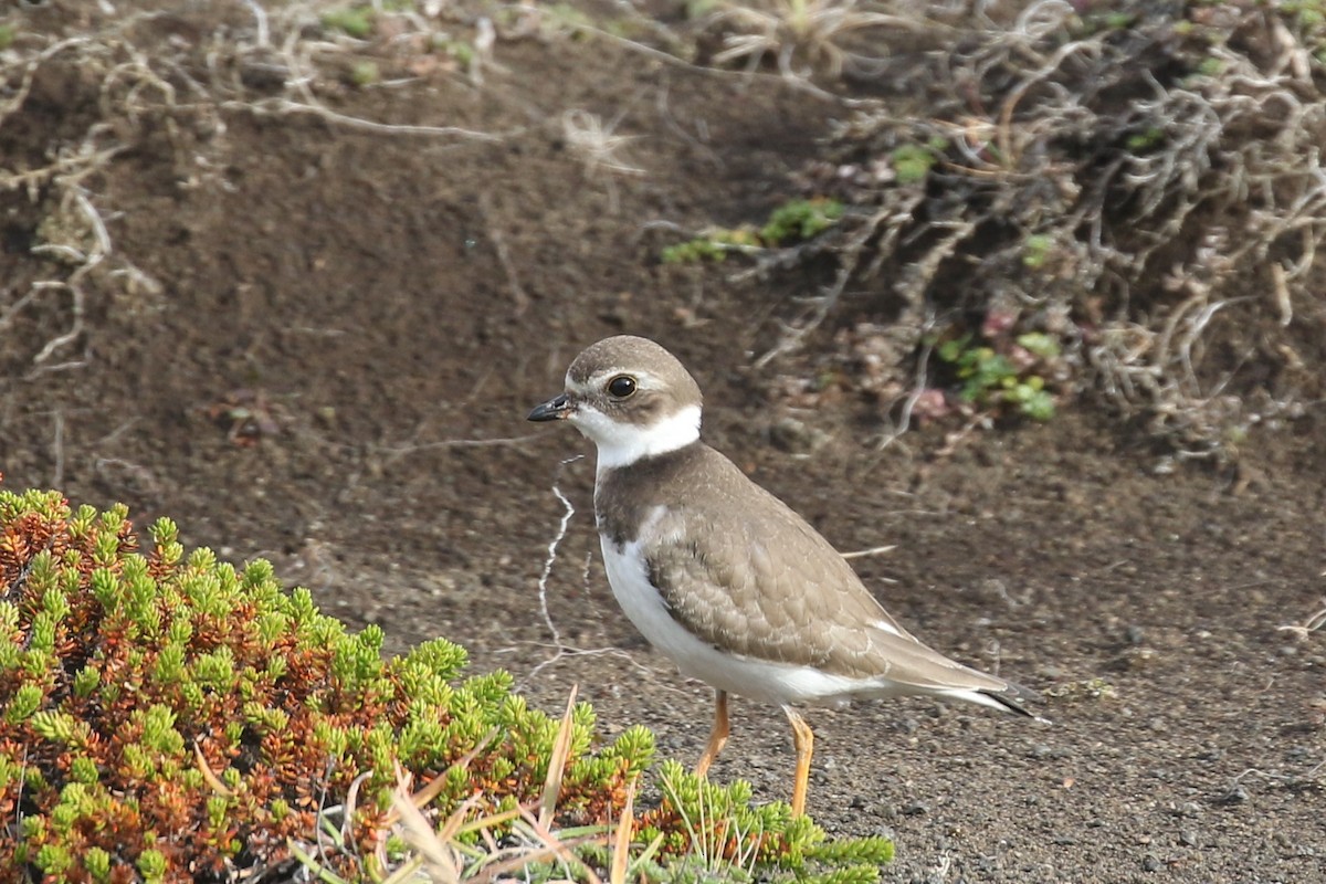 Semipalmated Plover - ML372167801