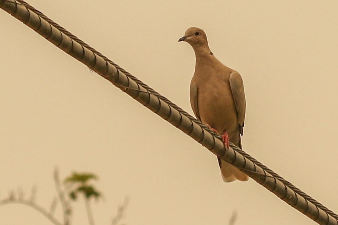 African Collared-Dove (Domestic type or Ringed Turtle-Dove) - ML372167921