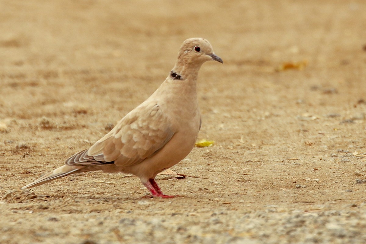 African Collared-Dove (Domestic type or Ringed Turtle-Dove) - Teresa Connell