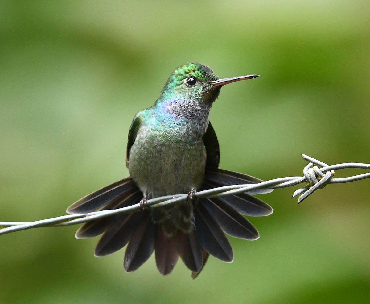 Blue-chested Hummingbird - ML372175831