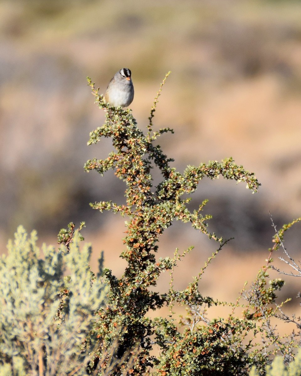 White-crowned Sparrow - Aramee Diethelm