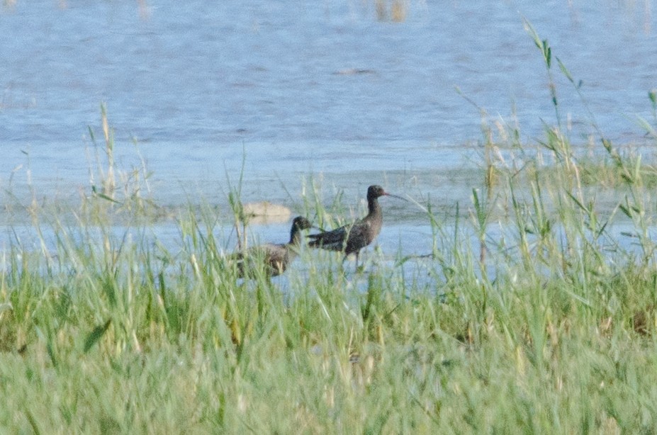 Spotted Redshank - ML37218411