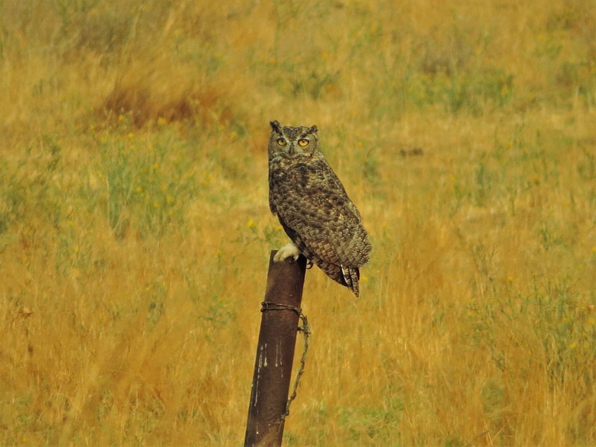 Great Horned Owl - ML372192781