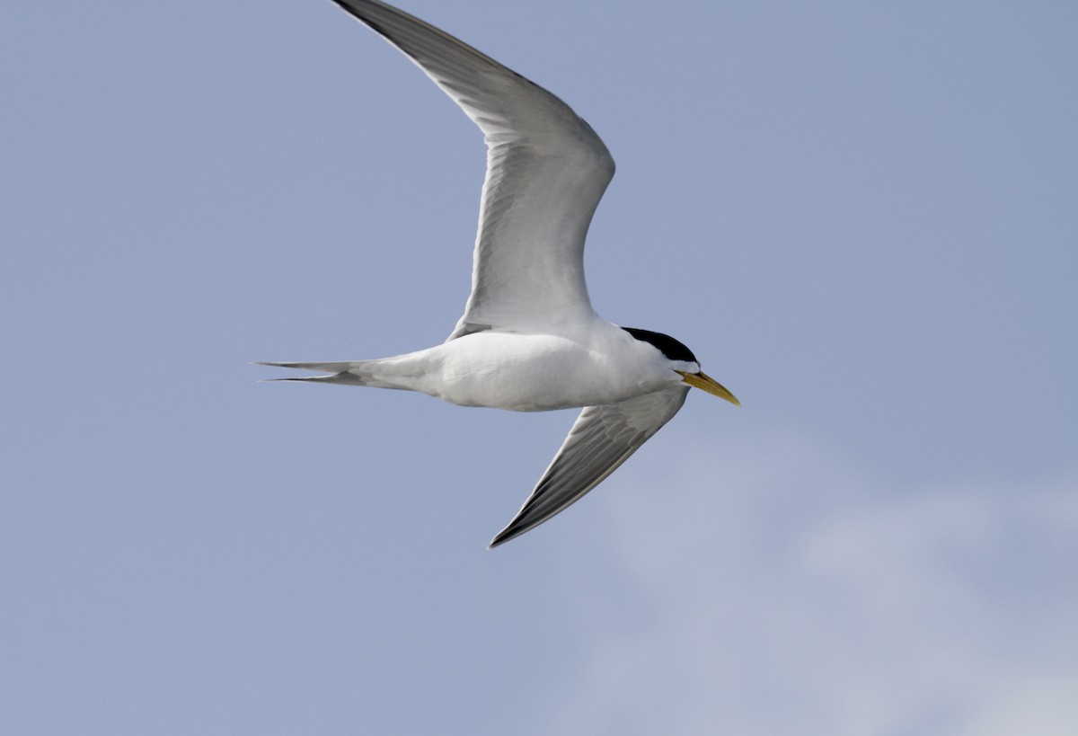 Great Crested Tern - ML37219321