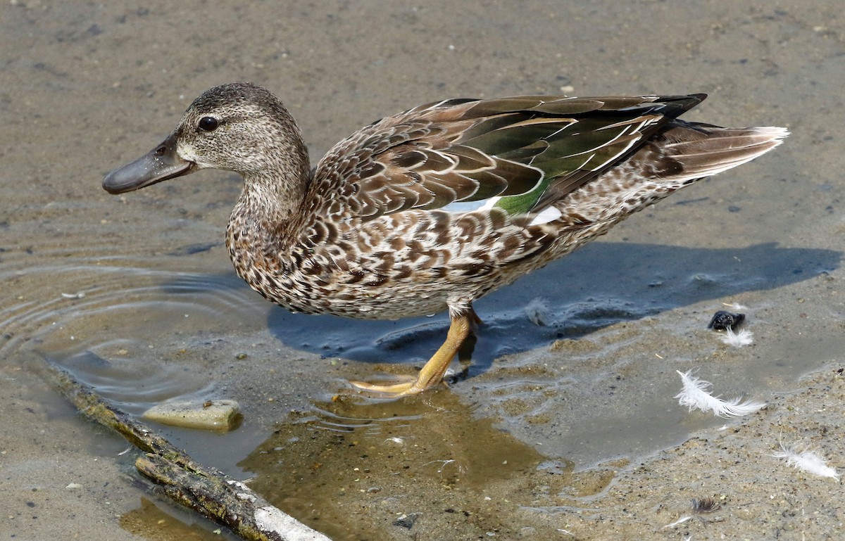 Blue-winged Teal - Don Roberson