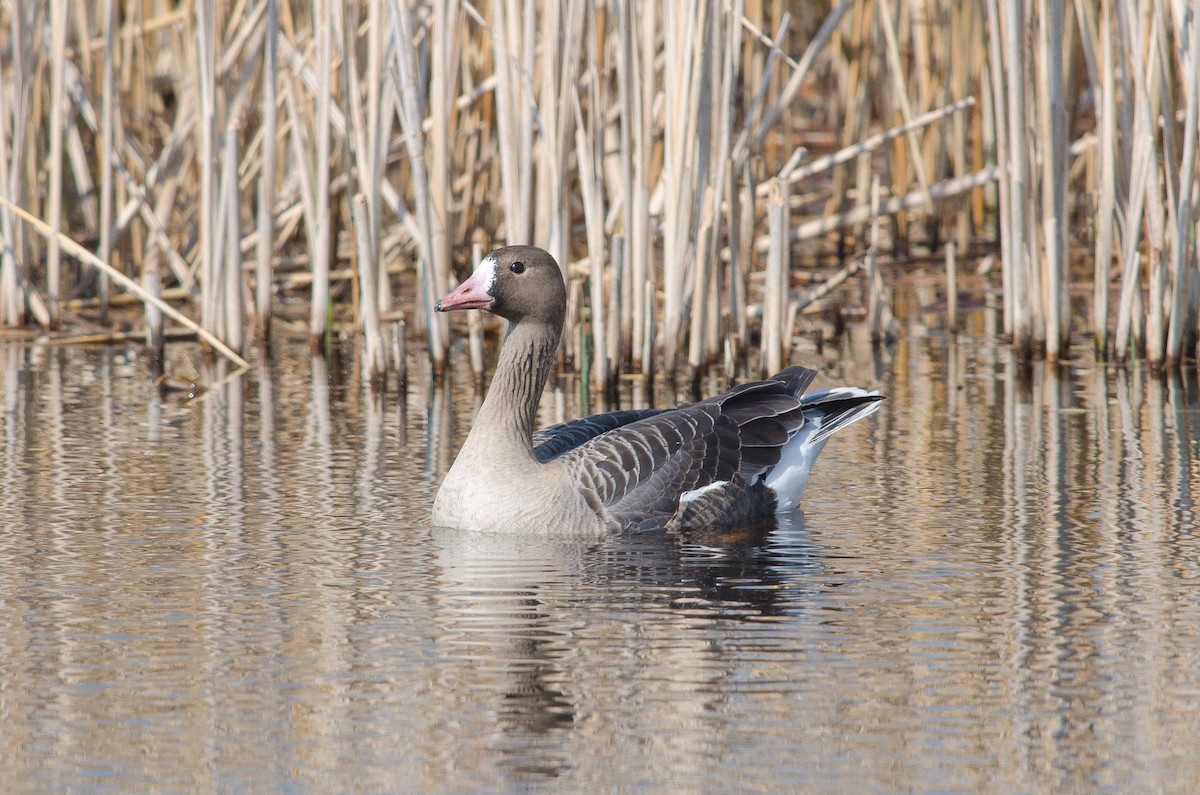 Greater White-fronted Goose - ML37220651