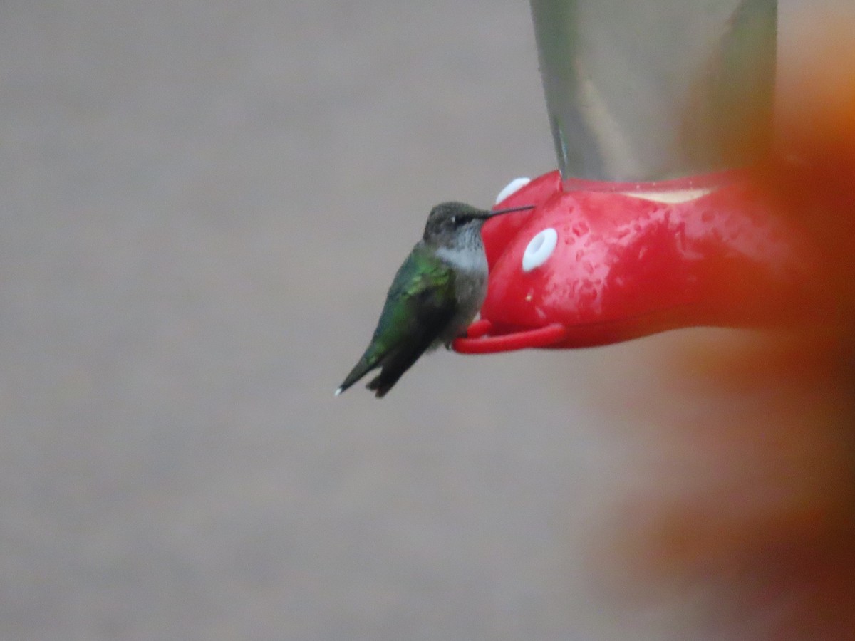 Ruby-throated Hummingbird - ML372214551