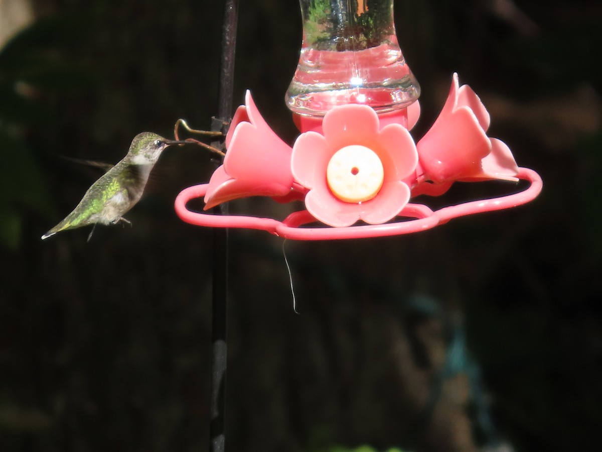 Ruby-throated Hummingbird - ML372217091