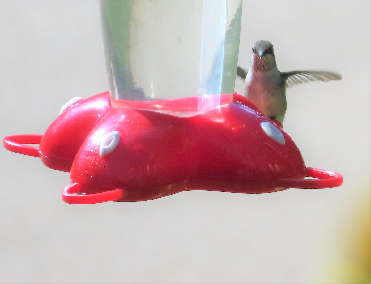Ruby-throated Hummingbird - ML372217161