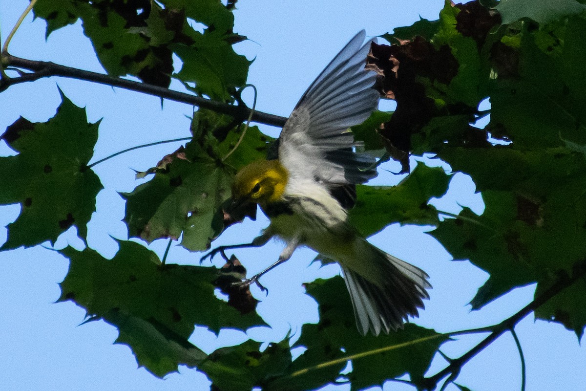 Black-throated Green Warbler - Jonathan Strassfeld