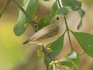 Plain Flowerpecker - Dicaeum minullum - Birds of the World