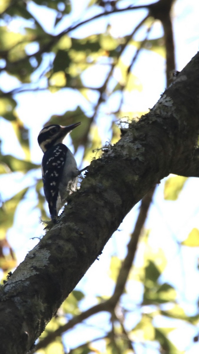 Hairy Woodpecker - nicole-marie  pettinelli