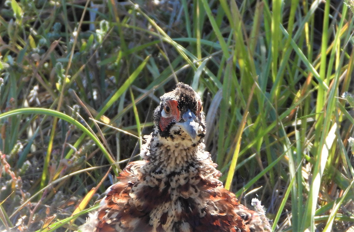 Ring-necked Pheasant - Kent Davis