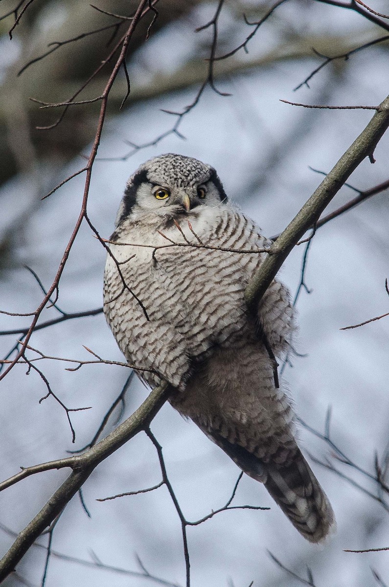 Northern Hawk Owl - Nikolaj Mølgaard Thomsen