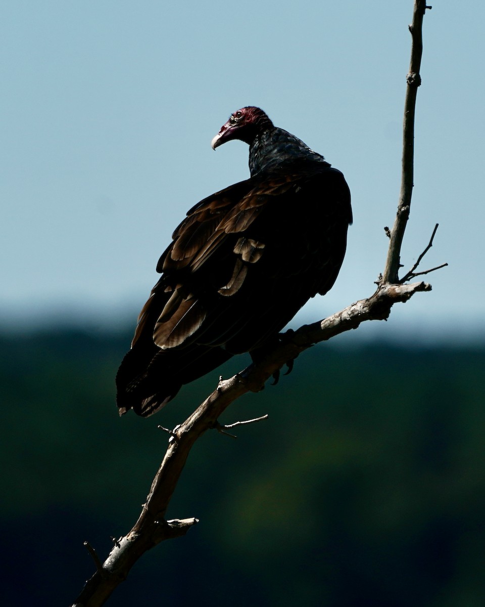 Turkey Vulture - ML372230761