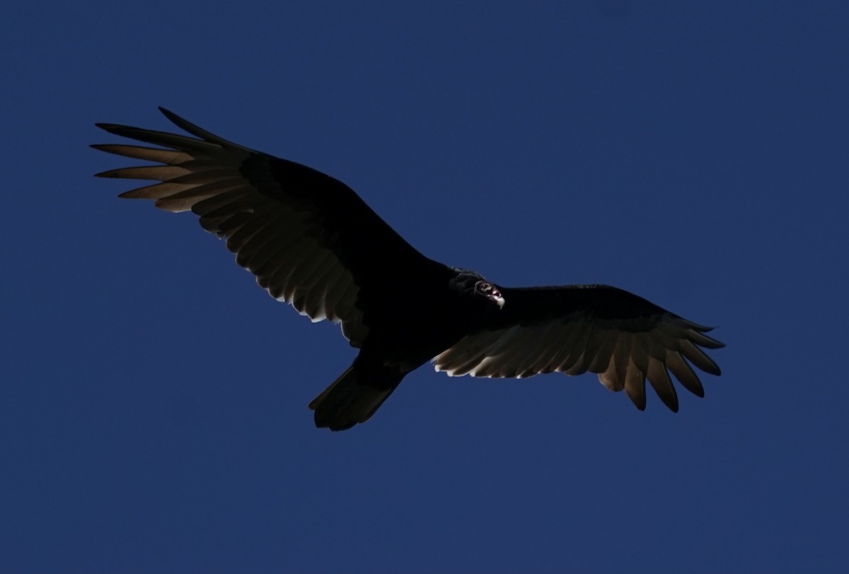 Turkey Vulture - Dee Omer