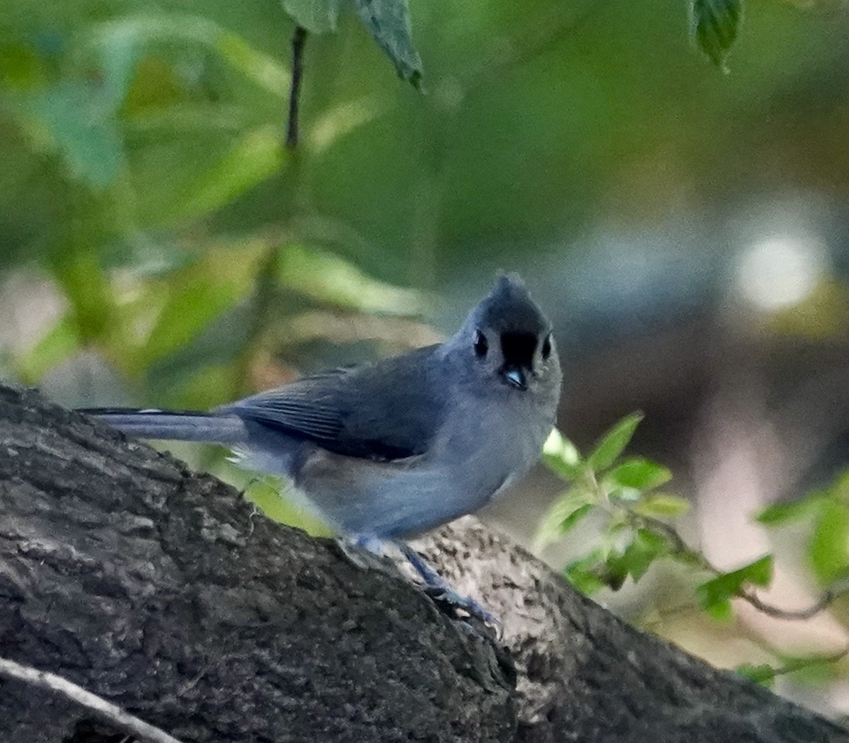 Tufted Titmouse - Dee Omer