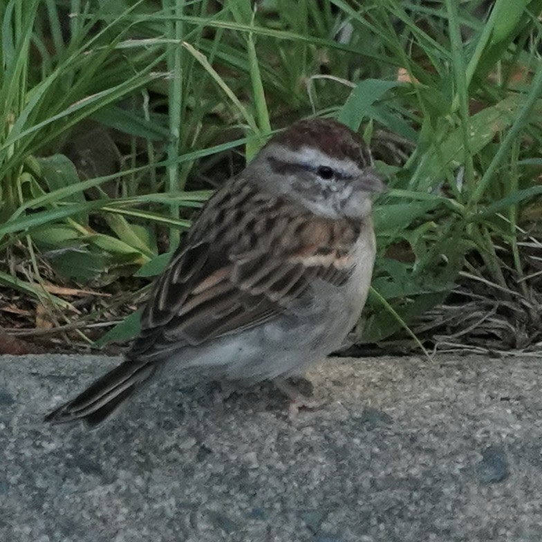 Chipping Sparrow - Dee Omer