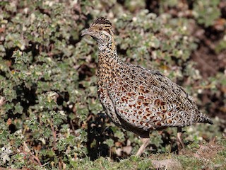  - Moorland Francolin