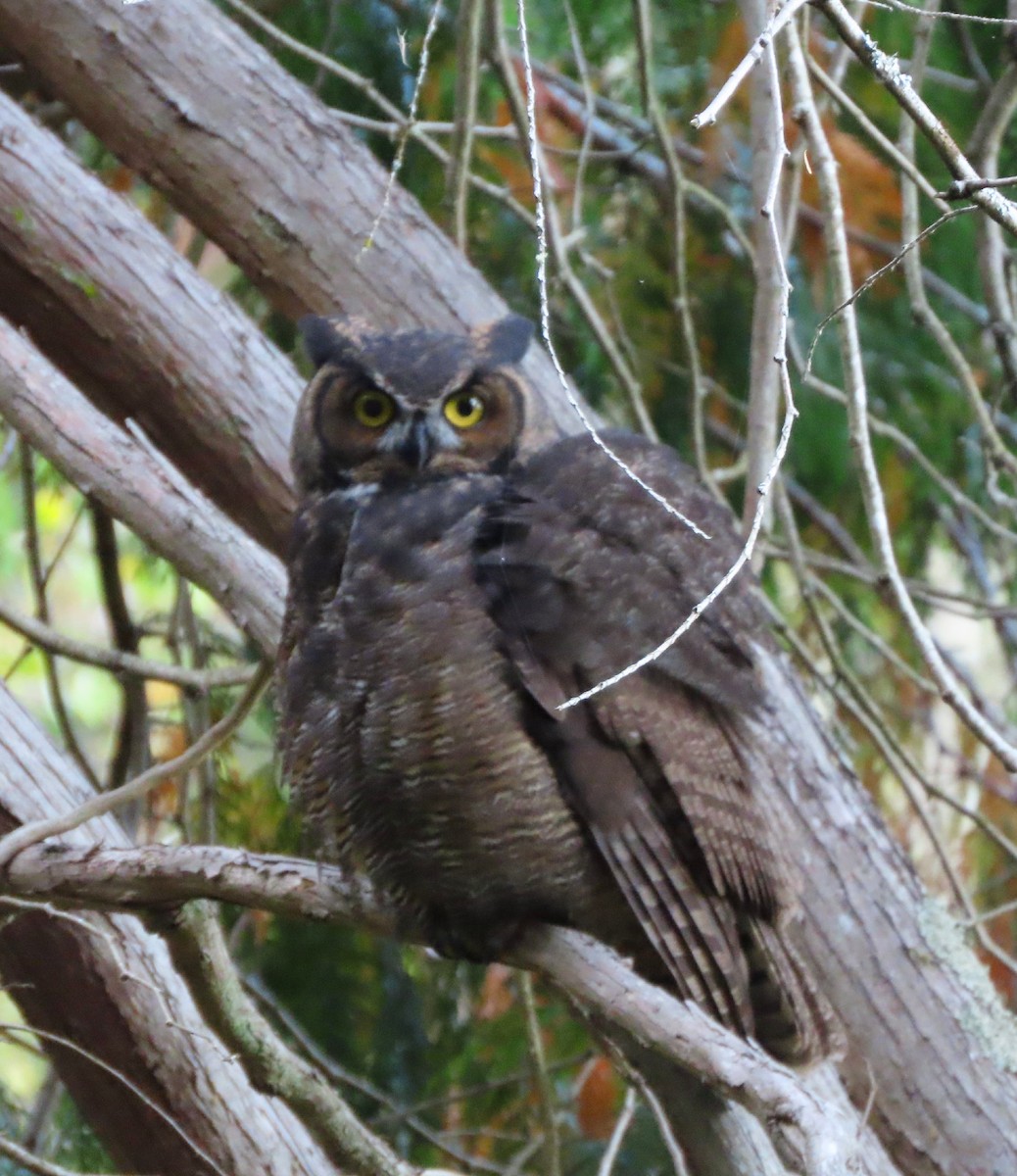 Great Horned Owl - ML372234411