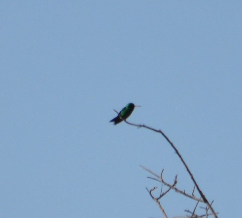 kolibřík lesklobřichý - ML372237171