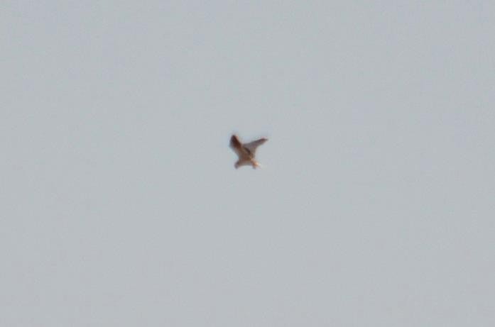 White-tailed Kite - ML372237571