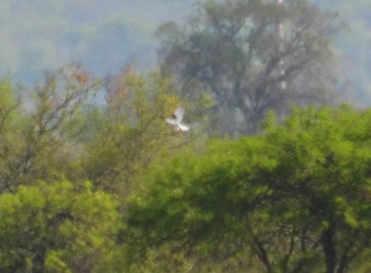 White-tailed Kite - Viviana Fuentes
