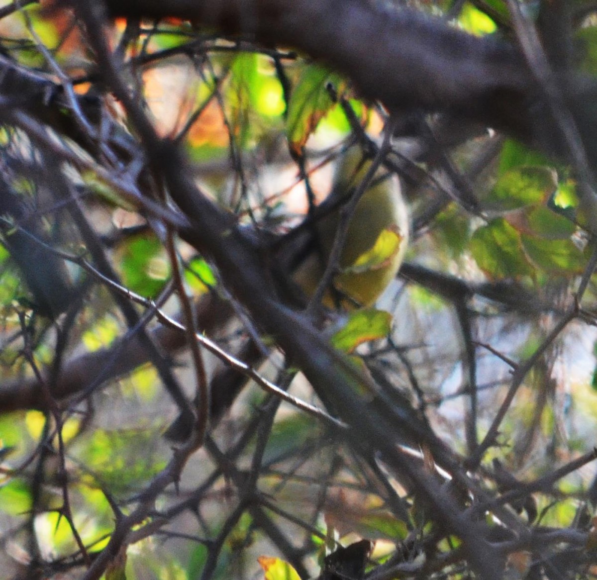 Golden-crowned Warbler - Viviana Fuentes