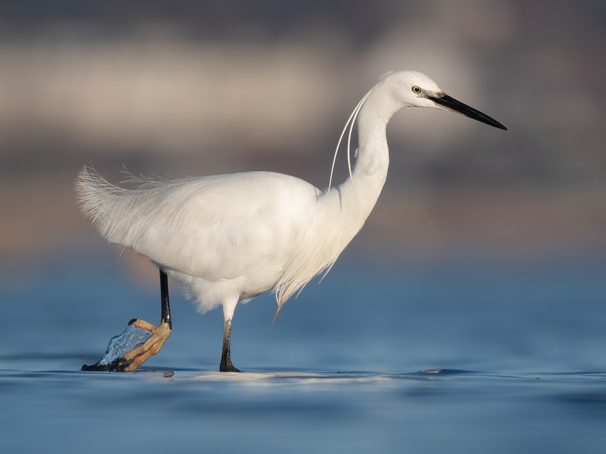 小白鷺 Ebird