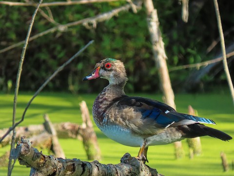 Wood Duck - Trevor Leitz