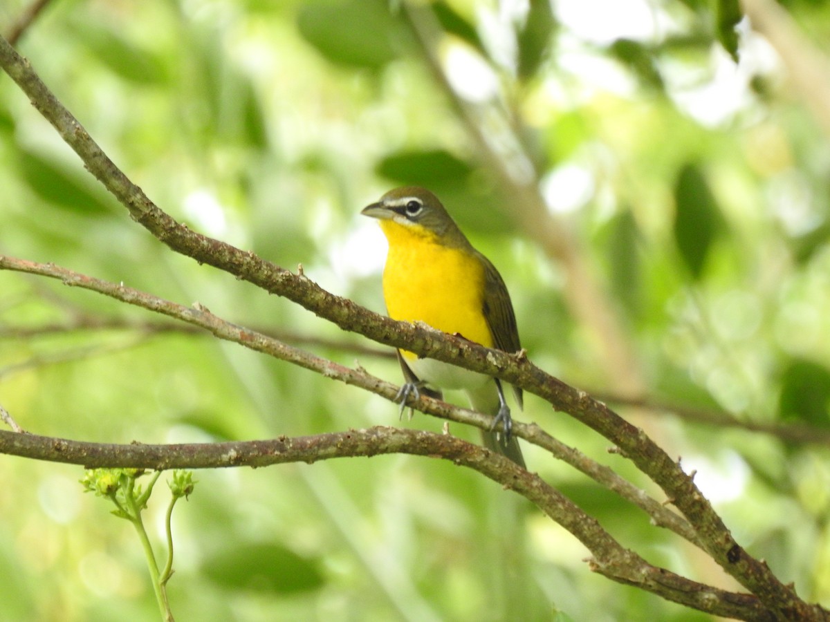 Yellow-breasted Chat - ML372239241