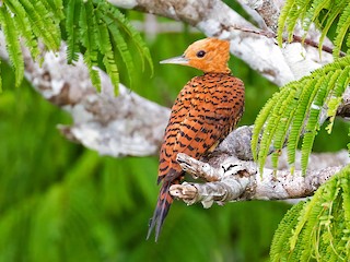  - Ringed Woodpecker