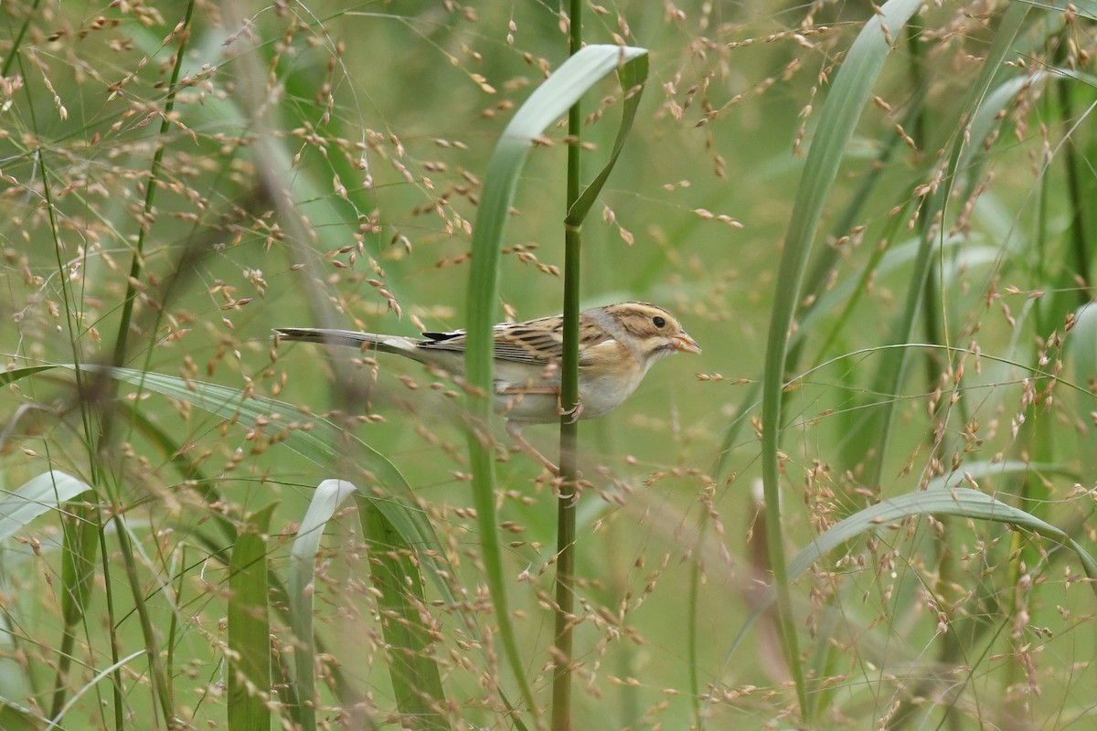 Clay-colored Sparrow - ML372242101