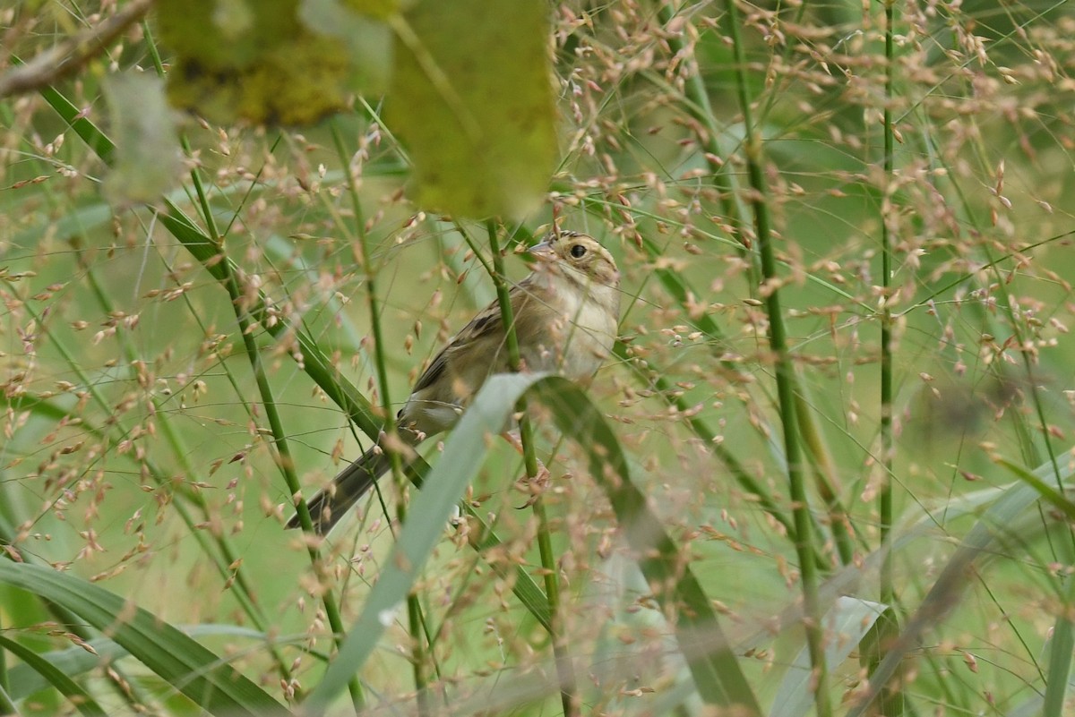 Clay-colored Sparrow - Ted Bradford