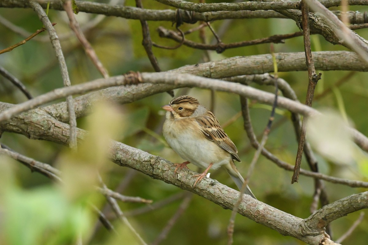 Clay-colored Sparrow - ML372242151