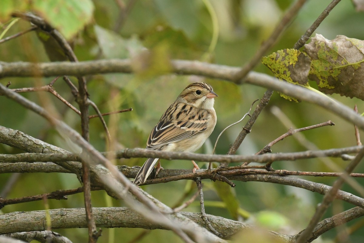 Clay-colored Sparrow - ML372242161