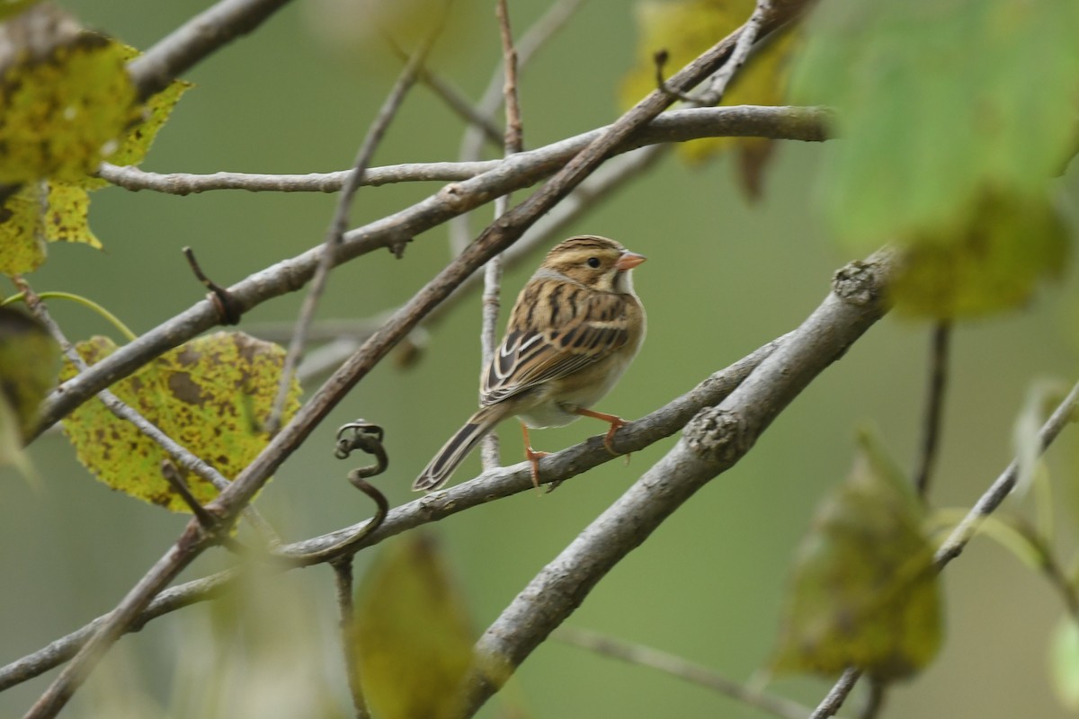 Clay-colored Sparrow - Ted Bradford