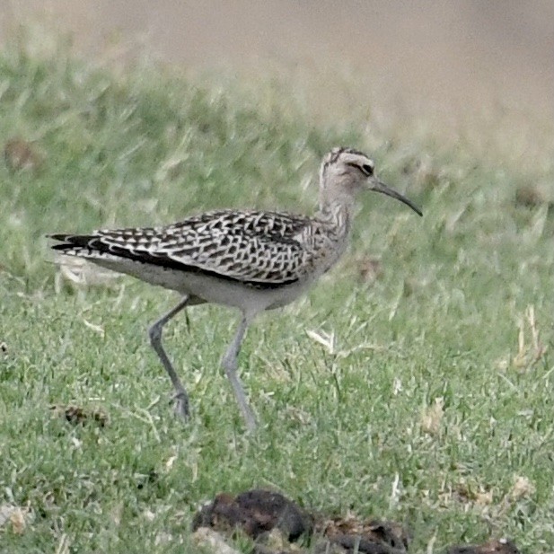 Little Curlew - ML372242511